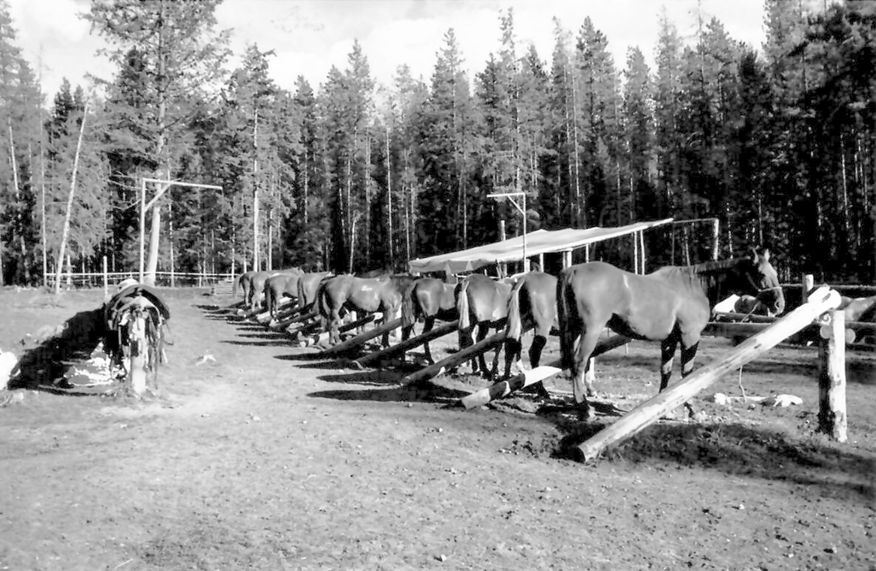 Horses tied to the hitchrack in Mills' White River camp.
